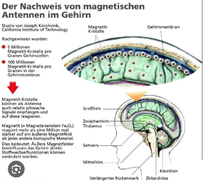 Miljoenen magnetiet kristallen in hersenen