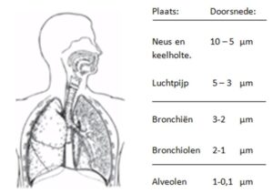 Hoe kleiner het fijnstof hoe verder ze het lichaam ingaan